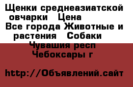 Щенки среднеазиатской овчарки › Цена ­ 20 000 - Все города Животные и растения » Собаки   . Чувашия респ.,Чебоксары г.